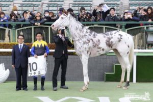 Buchiko Japanese Thoroughbred Racehorse